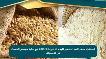 استقرار سعر الأرز الشعير اليوم الاثنين 1-9-2025 مع بداية موسم الحصاد في الأسواق